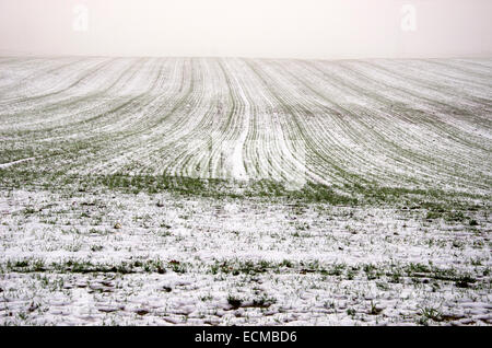 Winter-Ernte-Weizenfeld bedeckt Schnee und dunklen Morgennebel. Neblig Midwinter Landwirtschaft Landschaft Stockfoto