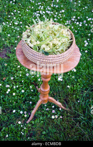 frischen sommerlichen Linden medizinische Blüten in Weidenkorb auf Tisch im Garten Stockfoto