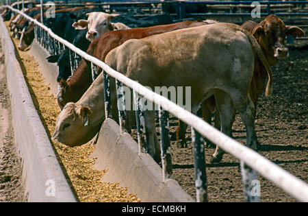 Verzehr von Getreide und Ergänzungen in einer Gartenstadt, Kansas Feedlot Rinder. Stockfoto