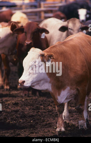 Verzehr von Getreide und Ergänzungen in einer Gartenstadt, Kansas Feedlot Rinder. Stockfoto