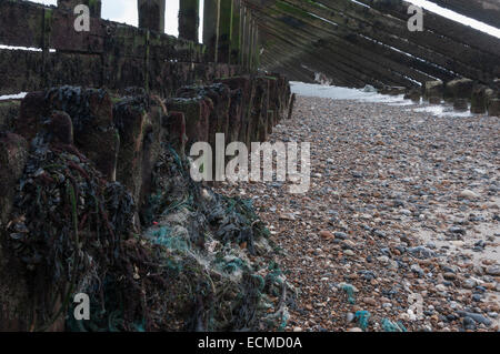 Ansammlung von alten Bits von Seil und alten Netze mit anderen Arten von Müll unter der hölzernen Wellenbrecher in Littlehampton Stockfoto