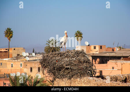 Nisten Störche in Marrakesch, Marokko Stockfoto