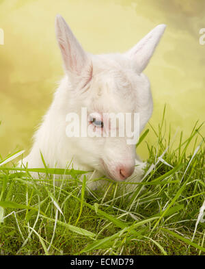 Neugeborenes weiße Milch Ziege im Grass liegen Stockfoto