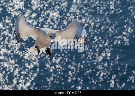 Basstölpel (Morus Bassanus), Helgoland, Schleswig-Holstein, Deutschland Stockfoto