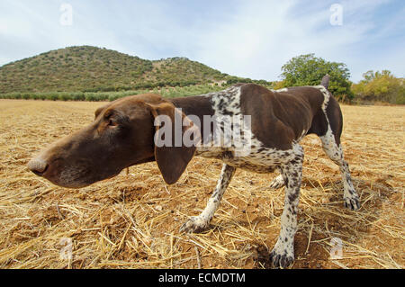 Zeiger, Archidona, Málaga Provinz, Andalusien, Spanien, Europa Stockfoto