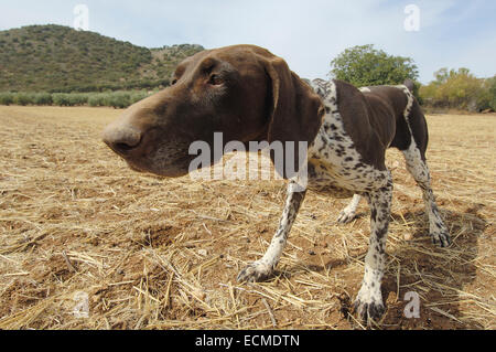 Zeiger, Archidona, Málaga Provinz, Andalusien, Spanien, Europa Stockfoto