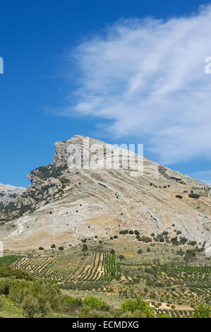 Landschaft, Oliven Bäume, Sierra de Cazorla, Segura y Las Villas Naturpark, Südseite, Provinz Jaén, Andalusien, Spanien Stockfoto