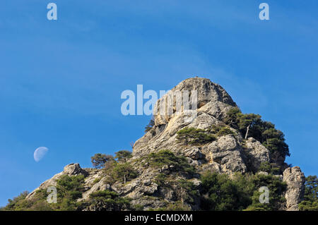 Schwarz-Kiefer (Pinus Nigra), Sierra de Cazorla, Segura y Las Villas Naturpark, Provinz Jaén, Andalusien, Spanien, Europa Stockfoto