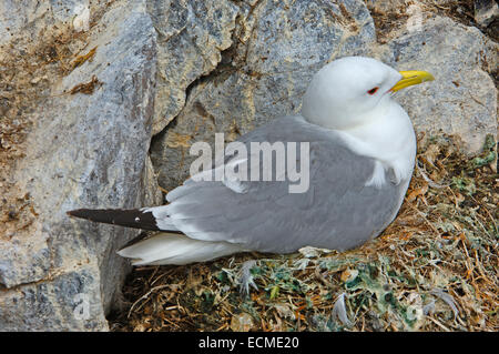 Dreizehenmöwe (Rissa Tridactyla) Stockfoto