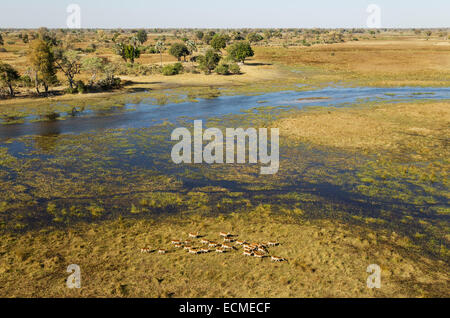 Roten Letschwe (Kobus Leche Leche) Herde in das Süßwasser Marschland am Fluss Gomoti, Luftaufnahme, Okavango Delta Stockfoto