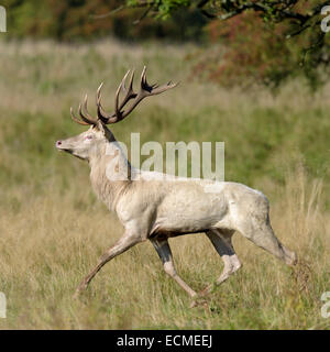 Rothirsch (Cervus Elaphus), Reh, Flucht weiße Morph, Klampenborg, Kopenhagen, Dänemark Stockfoto