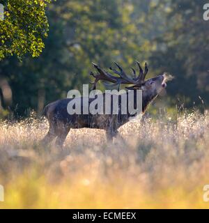 Rothirsch (Cervus Elaphus) Aufruf Hirsch mit kondensierenden Atem, Klampenborg, Kopenhagen, Dänemark Stockfoto