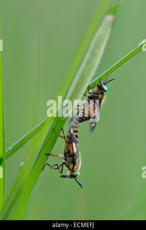 Twin-gelappten Deerfly (Chrysops Relictus), Paarung, Emsland, Niedersachsen, Deutschland Stockfoto