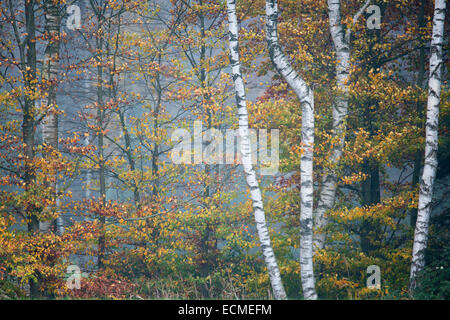 Birke (Betula Pendel) und Buche Bäume (Fagus Sylvatica) im Herbst, Emsland, Niedersachsen, Deutschland Stockfoto