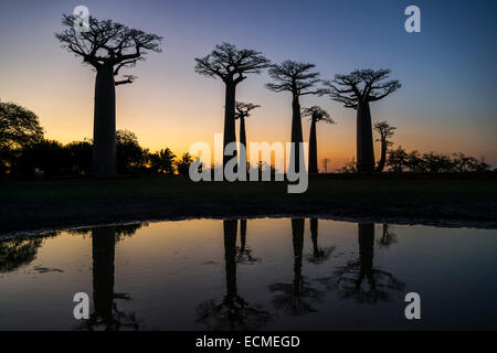 Allee der Baobabs, afrikanische Baobab (Affenbrotbäume Digitata), bei Sonnenuntergang mit Reflexion, Morondava, Madagaskar Stockfoto