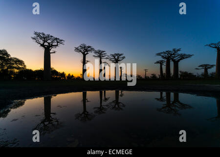 Allee der Baobabs, afrikanische Baobab (Affenbrotbäume Digitata), bei Sonnenuntergang mit Reflexion, Morondava, Madagaskar Stockfoto