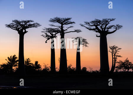 Allee der Baobabs, afrikanische Baobab (Affenbrotbäume Digitata), bei Sonnenuntergang, Morondava, Madagaskar Stockfoto