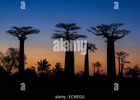 Allee der Baobabs, afrikanische Baobab (Affenbrotbäume Digitata), bei Sonnenuntergang, Morondava, Madagaskar Stockfoto