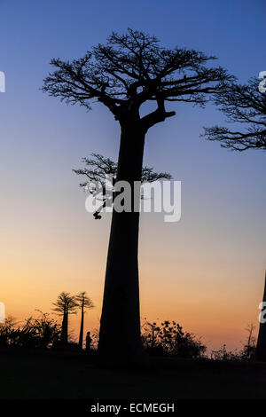 Allee der Baobabs, afrikanische Baobab (Affenbrotbäume Digitata), bei Sonnenuntergang, Morondava, Madagaskar Stockfoto