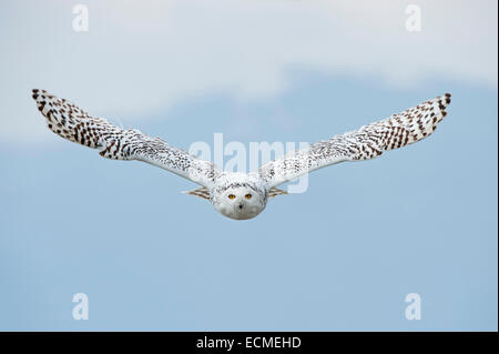 Schnee-Eule (Bubo Scandiacus) während des Fluges, Kärnten, Österreich Stockfoto