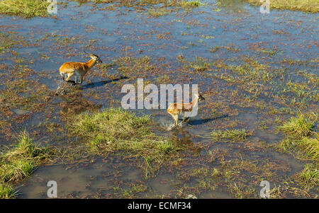 Roten Letschwe (Kobus Leche Leche), Männchen auf das linke und subadulte Männchen, läuft in einem Süßwasser-Sumpf, Luftbild Stockfoto