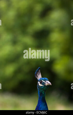 Indischen Pfauen oder blaue Pfauen (Pavo Cristatus), Pfau, Männchen, in Gefangenschaft, Conwy, Wales, Vereinigtes Königreich Stockfoto