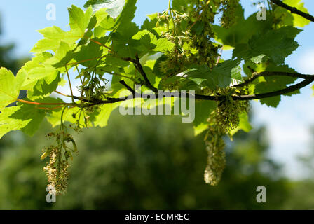 Bild zeigt die Blüte und die Schlüssel auf einem Ast Bergahorn Stockfoto