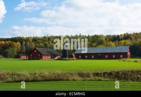 Tumba Schweden ländliche Landwirtschaft Molkerei mit Scheune und nach Hause in grünen Wiesen in Herbstfarben Stockfoto