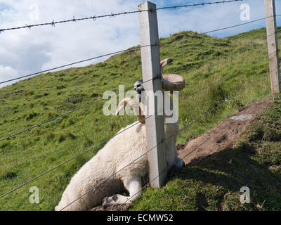 A ram, die die Hörner haben wurde erwischt, auf einem Drahtzaun, die vor Erschöpfung, sich vergeblich zu befreien versuchen gestorben ist. Stockfoto