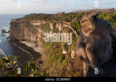 Affen entlang der Klippen neben der Ulu Watu Tempel Pura Luhur. Bali. Uluwatu Tempel ist ein Hindu-Tempel am Kliff Ufer in Stockfoto