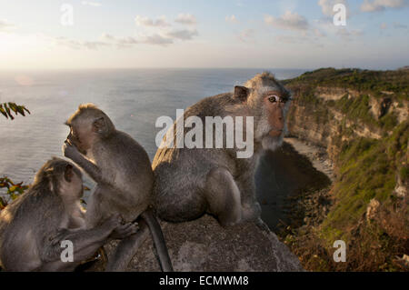 Affen entlang der Klippen neben der Ulu Watu Tempel Pura Luhur. Bali. Uluwatu Tempel ist ein Hindu-Tempel am Kliff Ufer in Stockfoto