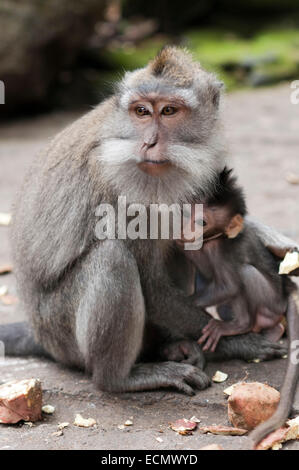 Langschwanzmakaken weibliche stillen das Baby (Macaca Fascicularis) in Sacred Monkey Forest, Ubud, Indonesien. Affe (Macac Stockfoto