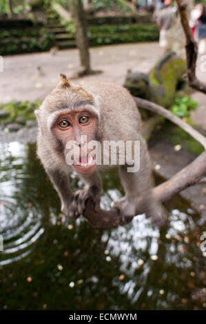 Long-tailed Makaken (Macaca Fascicularis) in Sacred Monkey Forest, Ubud, Indonesien. Affen (Macaca Fascicularis) bei Dalem Agung Stockfoto