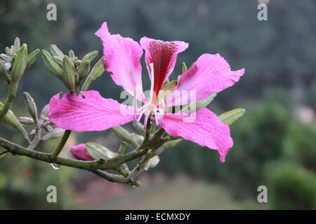 In der Nähe von Loropetalum Blume Stockfoto