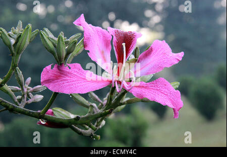 In der Nähe von Loropetalum Blume Stockfoto