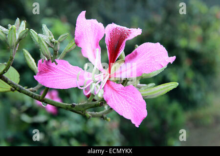 In der Nähe von Loropetalum Blume Stockfoto