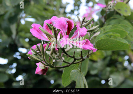 In der Nähe von Loropetalum Blume Stockfoto