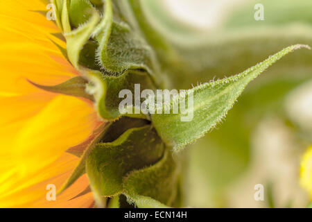Makro der behaarte Blätter einer Sonnenblume - Helianthus Annuus, vor einem unscharfen Hintergrund. Stockfoto