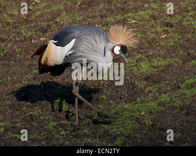 Nahrungssuche Grau gekrönter Kran (Balearica Regulorum) Stockfoto