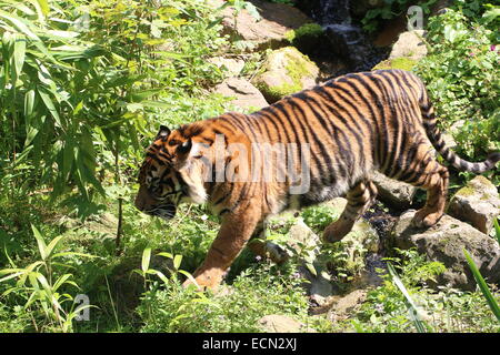 Sumatra-Tiger (Panthera Tigris Sumatrae) zu Fuß durch eine üppig grüne Landschaft Stockfoto