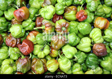 Frische Habaneros Paprika auf Belize Markt Stockfoto