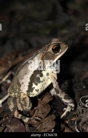 Gulf Coast Toad Incilius valliceps Stockfoto