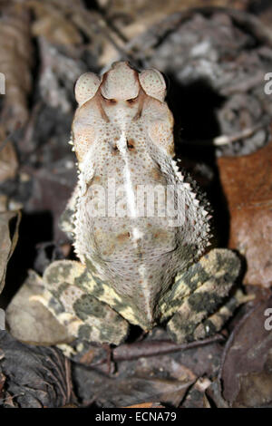 Gulf Coast Toad Incilius valliceps Stockfoto