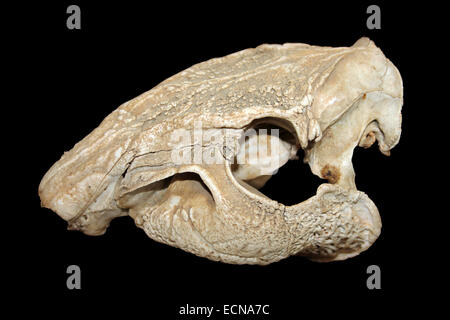 Tiefland Paca Cuniculus Paca Schädel Stockfoto