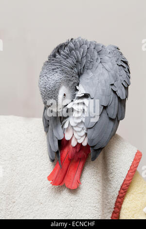 Afrikanische Grau-Papagei durch das Sammeln von Pulver aus der Drüse über rote Schwanze putzen.  Im Hochformat aufgenommen. Stockfoto