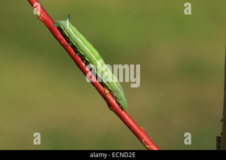 Kolibri Hawkmoth Raupe (Macroglossum Stellatarum) Stockfoto