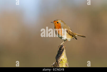 Robin auf Baumstumpf vor dem natürlichen gedeckten Hintergrund. Stockfoto