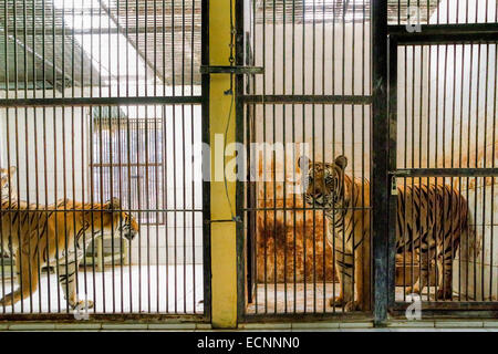 Sumatra-Tiger (links) und ein bengalischer Tiger (rechts) in der vom Zoo von Bali in Singapadu, Sukawati, Gianyar, Bali, Indonesien verwalteten Veterinäreinrichtung. Stockfoto