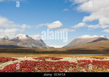 Bärentraube Blätter und Mount Moffit und McGinnis Höhepunkt die Alaska Range in der Nähe von Landmark Lücke Denali Highway entlang. Stockfoto