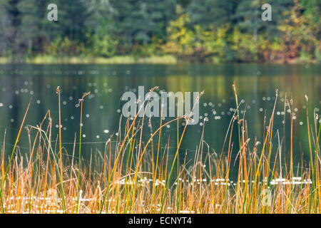Schilf entlang auf gemeinsamer Basis Elmendorf Richardson in der Nähe von Anchorage in Alaska Gwen See im Herbst. Stockfoto